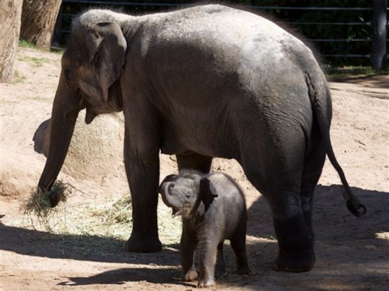 Mali Asian Elephant